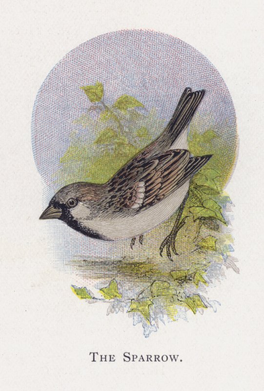 Spurven af Alexander Francis Lydon