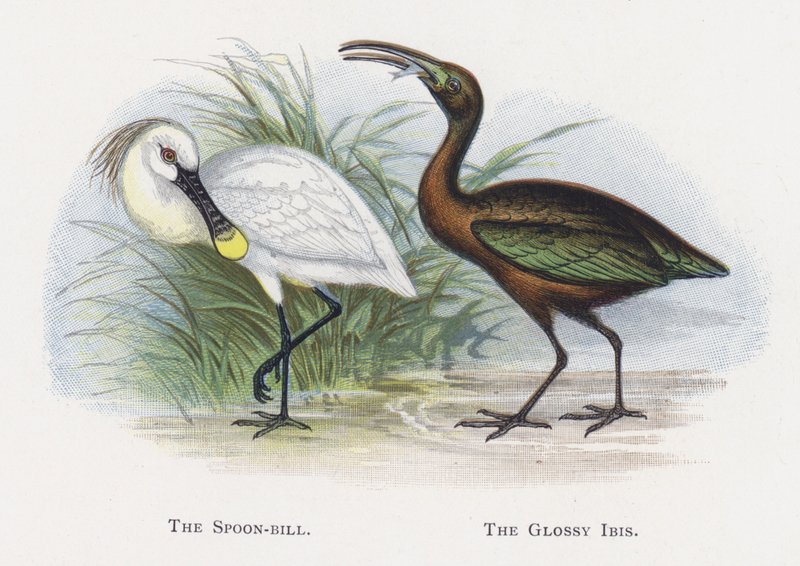 Ske-næbben, Den blanke Ibis af Alexander Francis Lydon