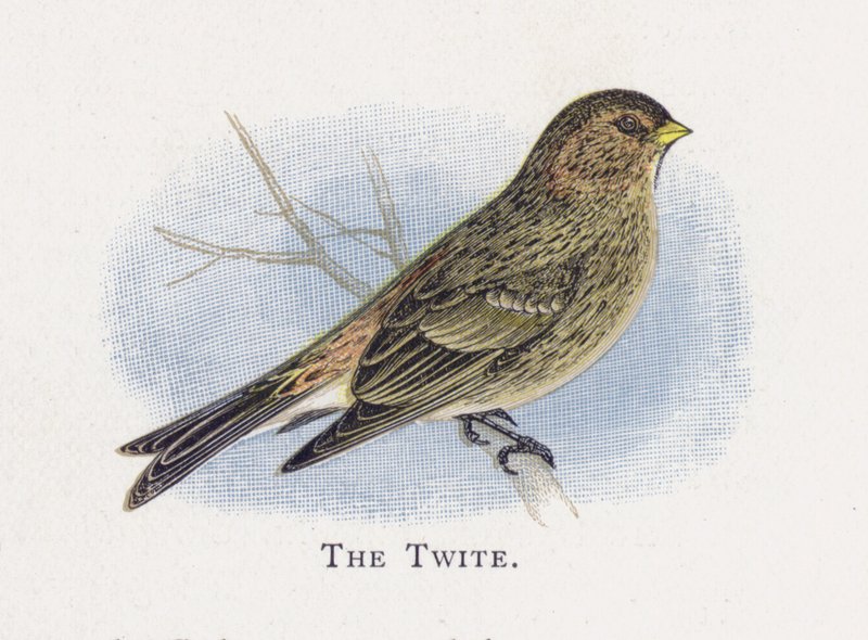 The Twite af Alexander Francis Lydon