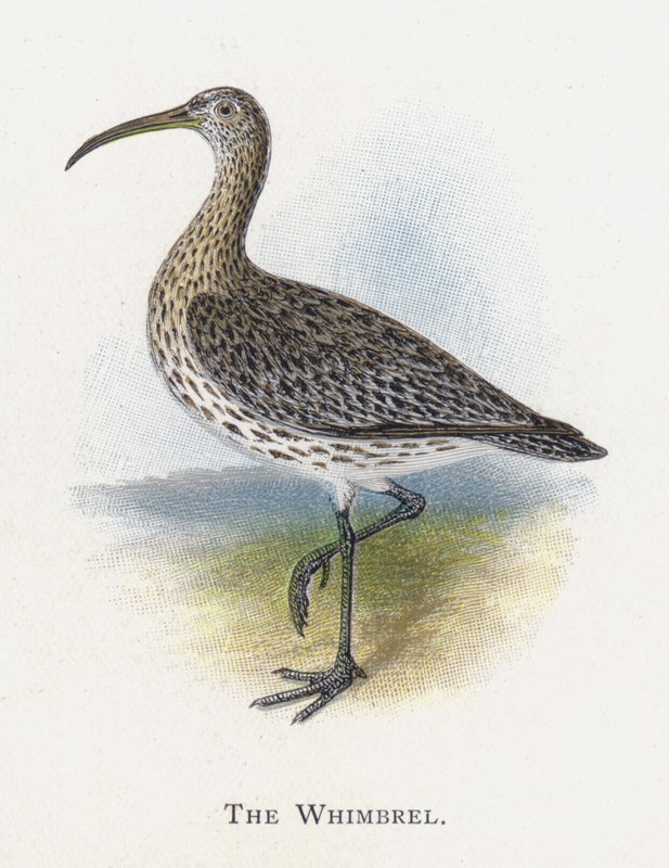 Whimbrelen af Alexander Francis Lydon
