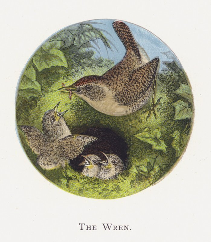 Wren af Alexander Francis Lydon