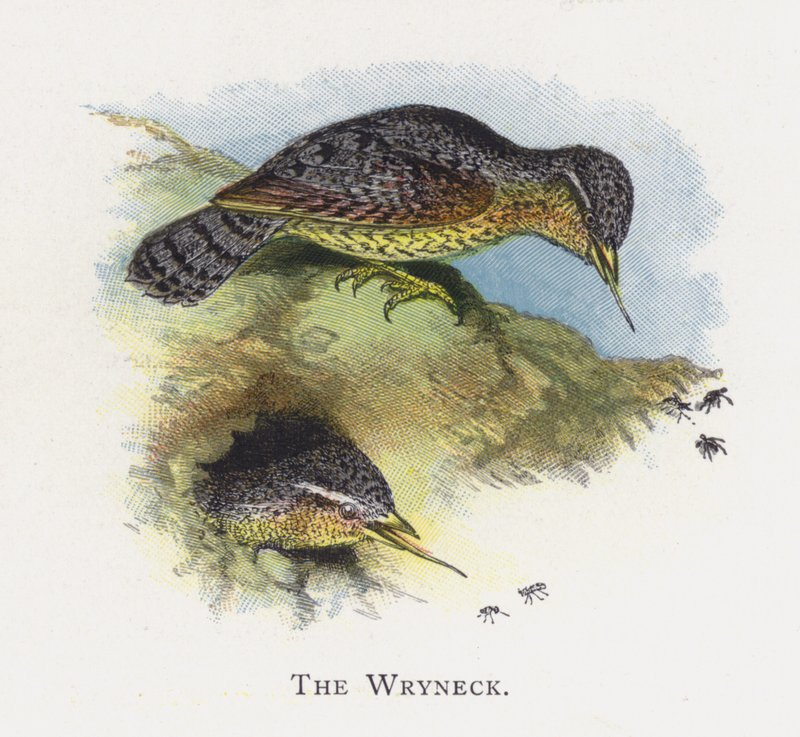 Wryneck af Alexander Francis Lydon