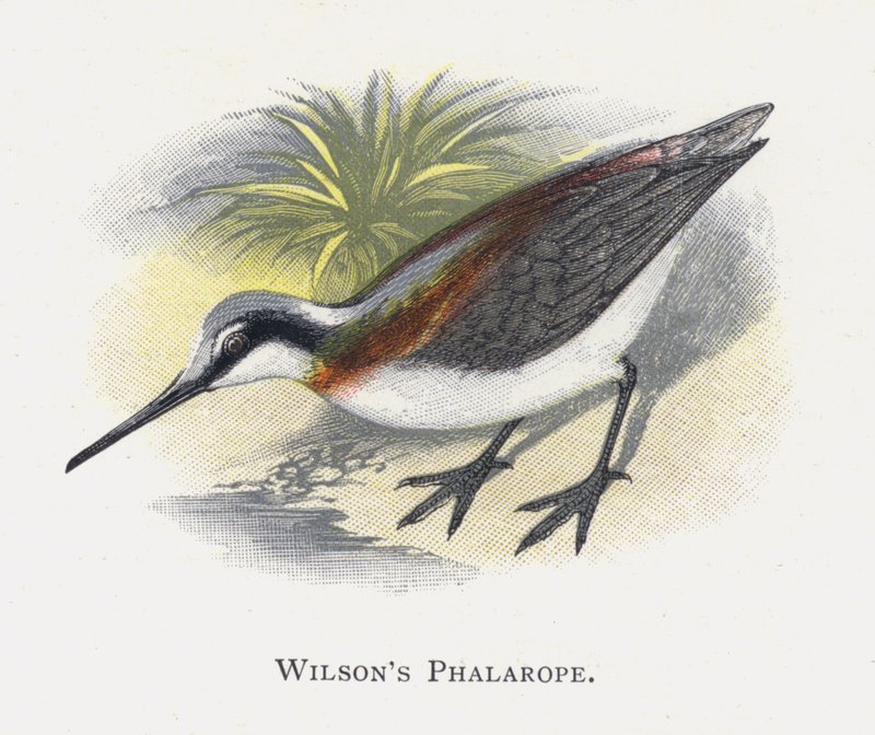 Wilsons Phalarope af Alexander Francis Lydon