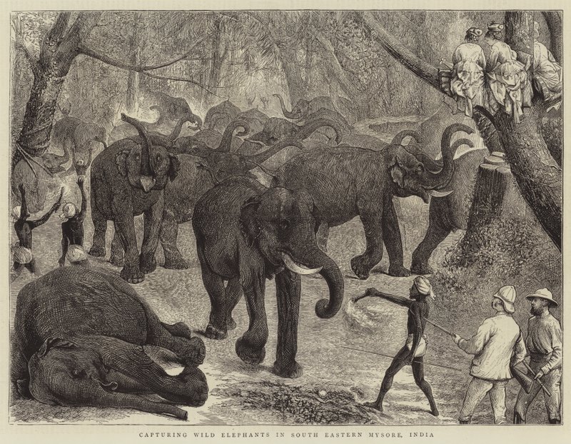 At fange vilde elefanter i det sydøstlige Mysore, Indien af Alfred Chantrey Corbould