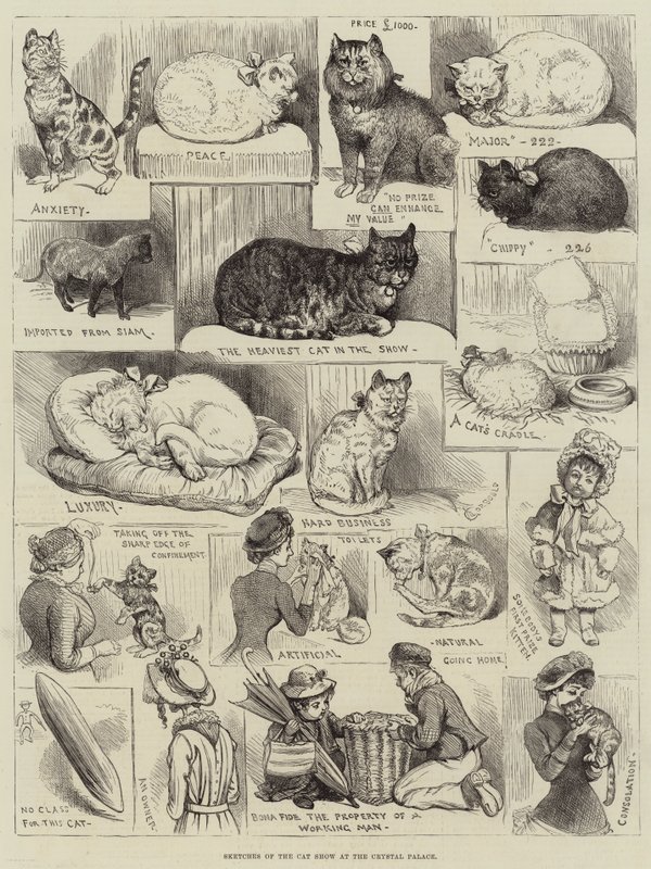 Skitser af Cat Show i Crystal Palace af Alfred Courbould