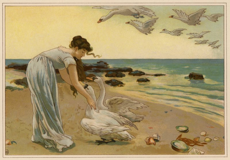 De hvide svaner (chromolitho) af Alice Havers