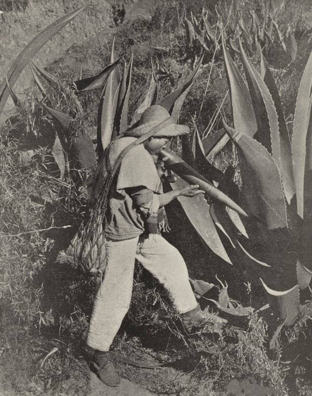 En mexicansk Pulque-samler (s/h-billede) af American Photographer (after)