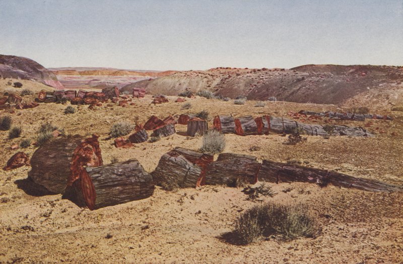 Forstenet skov, Arizona (foto i farver) af American Photographer