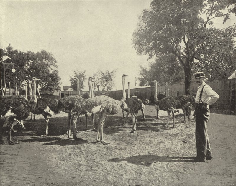 Strudsene af American Photographer