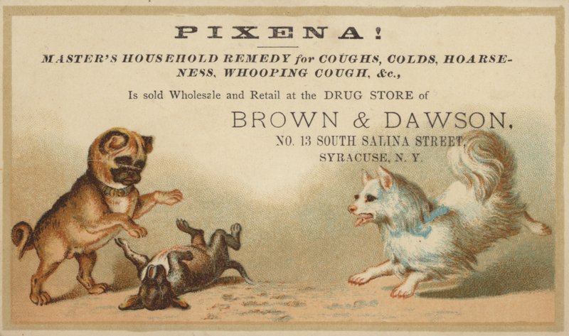 Hunde leger sammen af American School