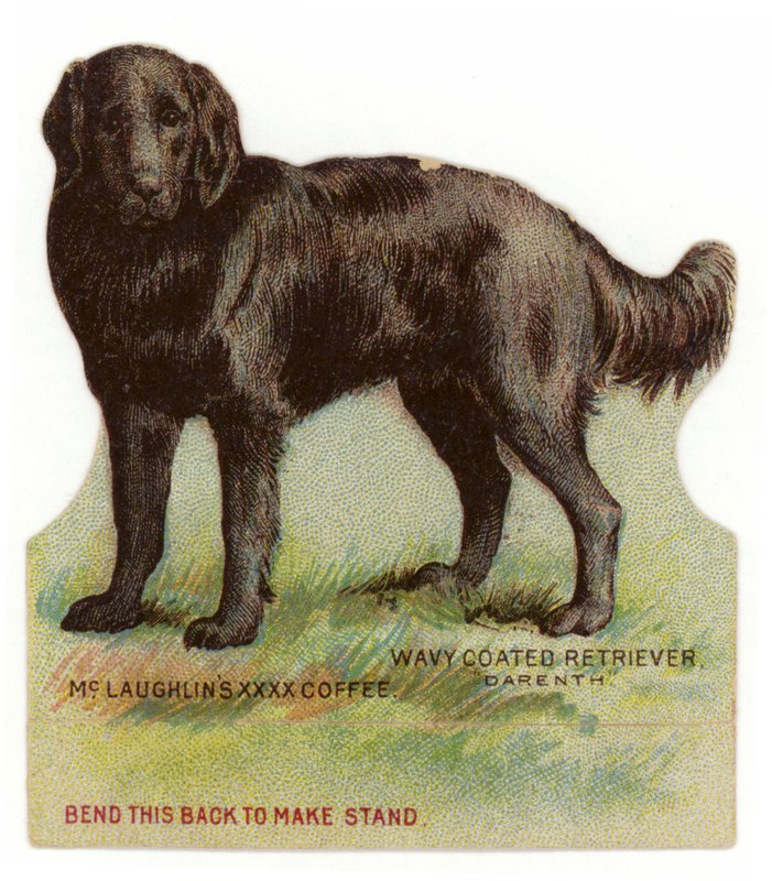 Bølgebelagt sort retriever af American School