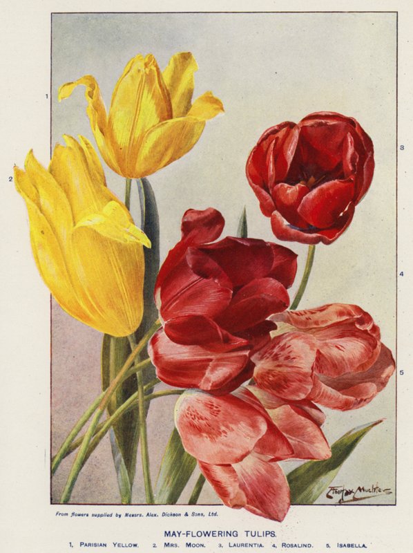 Majblomstrende tulipaner (farvelitografi) af Angelo Fairfax Muckley
