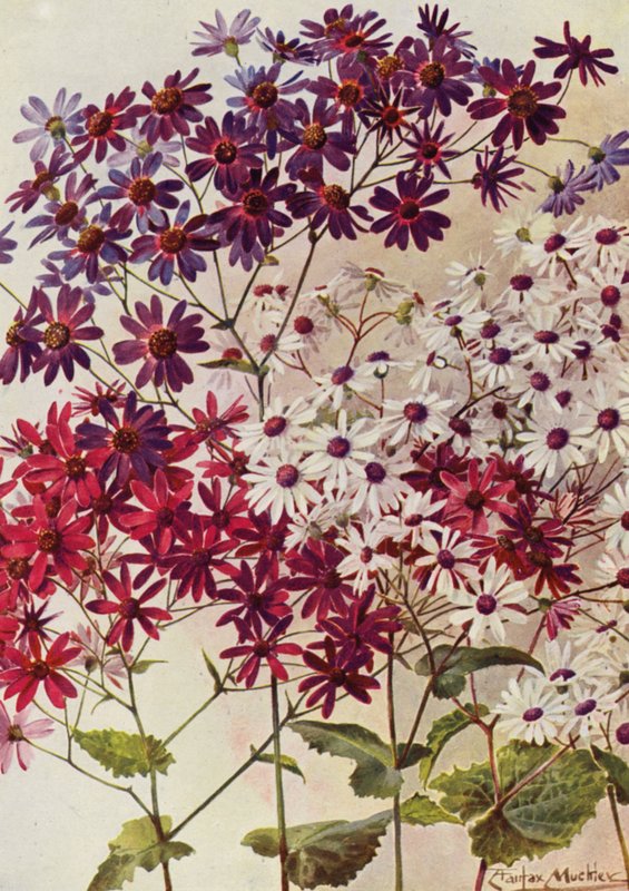 Star Cinerarias (farvelitografi) af Angelo Fairfax Muckley