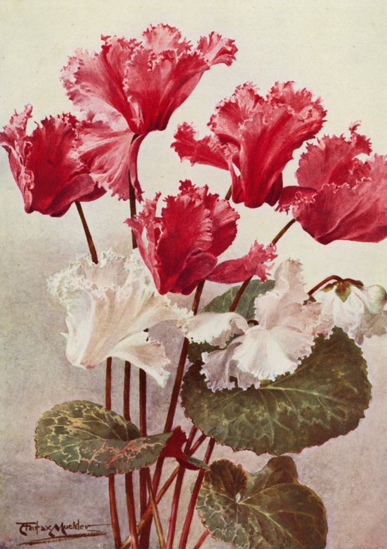 Sommerfuglen Cyclamen (farvelitografi) af Angelo Fairfax Muckley