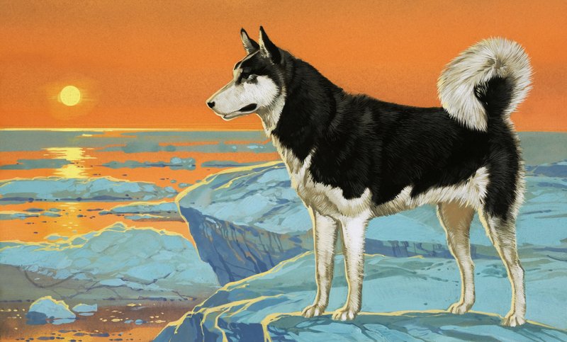 Husky-hund af Angus McBride