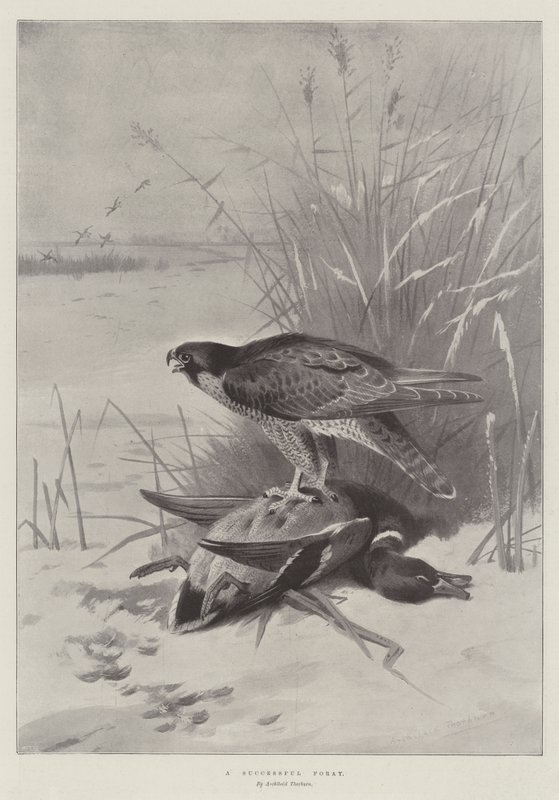 Et vellykket strejftog af Archibald Thorburn