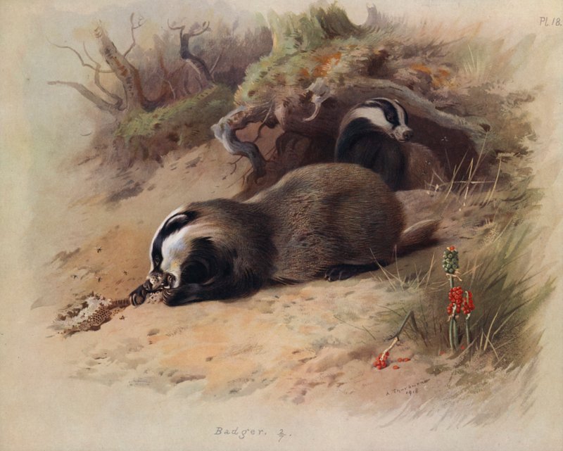 Grævling af Archibald Thorburn