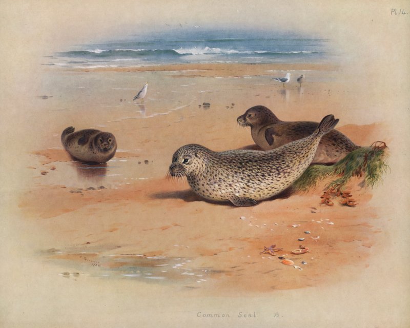 Almindelig sæl af Archibald Thorburn