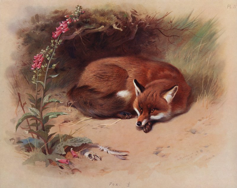 Ræv af Archibald Thorburn