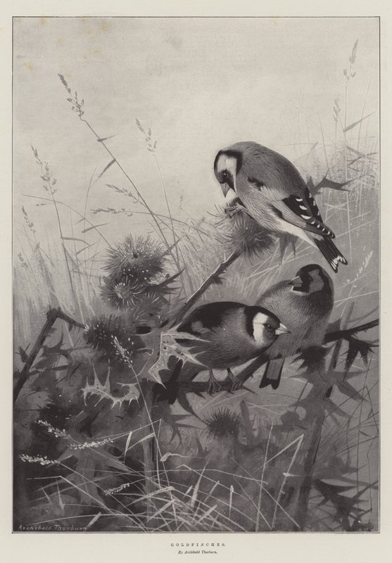 Guldfinker af Archibald Thorburn