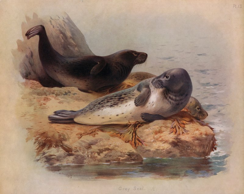 Gråsæl af Archibald Thorburn
