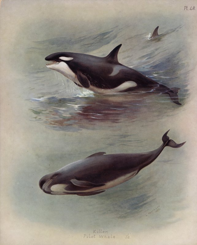 Dræber, Pilothval af Archibald Thorburn