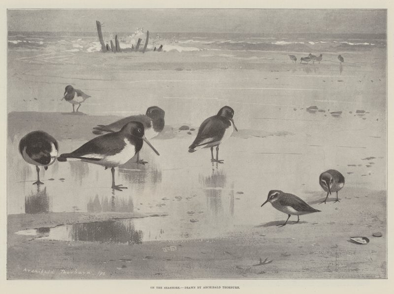 Ved Strandkanten af Archibald Thorburn