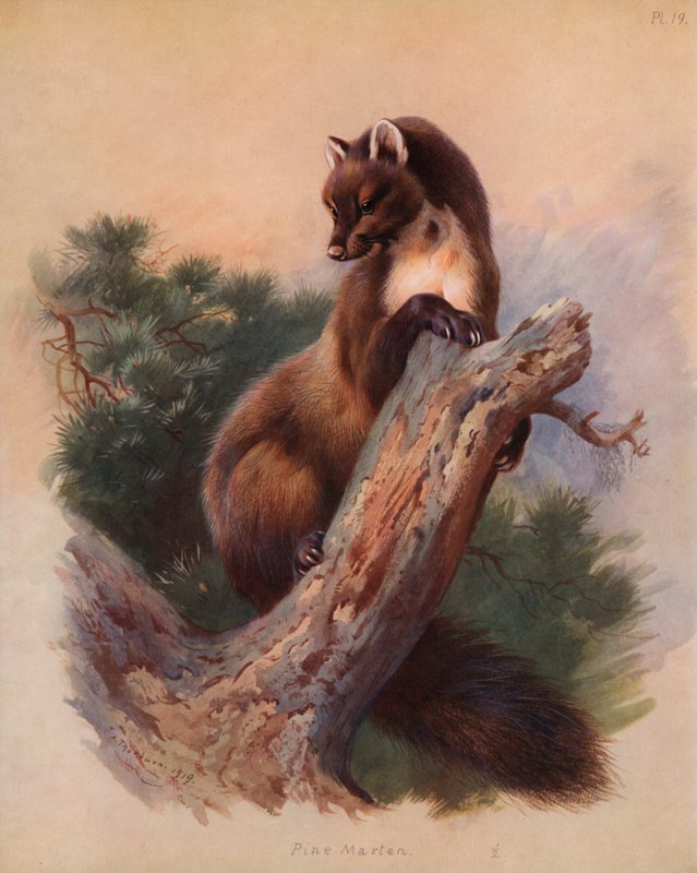 Fyrre Mår af Archibald Thorburn