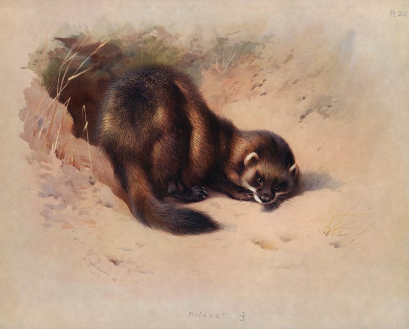 Polecat af Archibald Thorburn