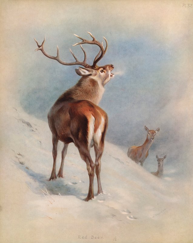rød Hjort af Archibald Thorburn