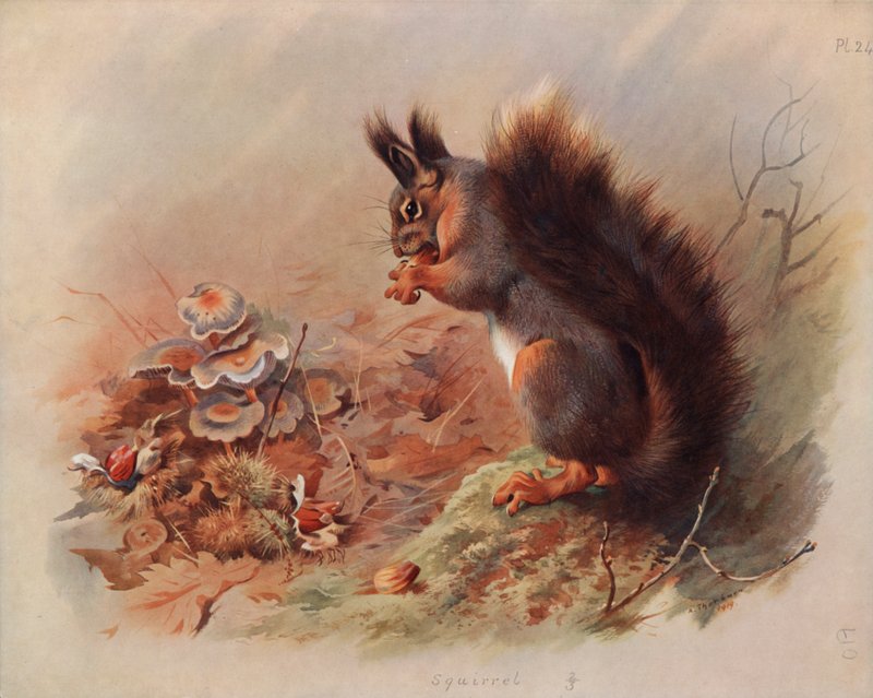 Egern af Archibald Thorburn