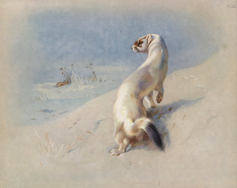 Stoat (vinter) af Archibald Thorburn