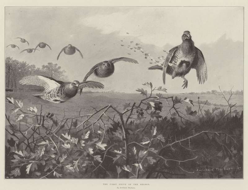 Sæsonens første køretur af Archibald Thorburn