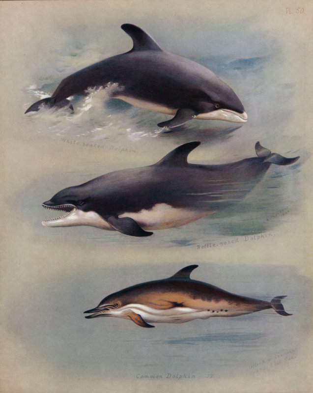 Hvid-næb delfin, Bottlenose delfin, almindelig delfin af Archibald Thorburn