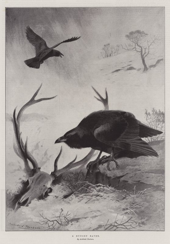 En sulten ravn af Archibald Thorburn