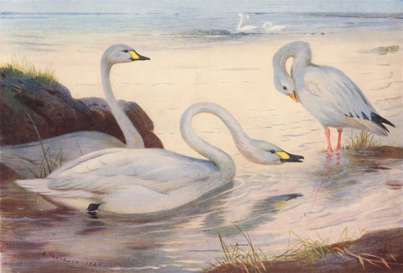 Bewick