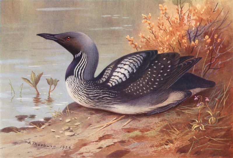 Sortstrubet lom (farvelitografi) af Archibald Thorburn