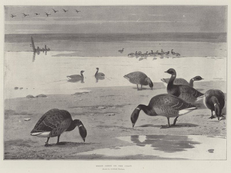 Bretgæs ved Kysten af Archibald Thorburn