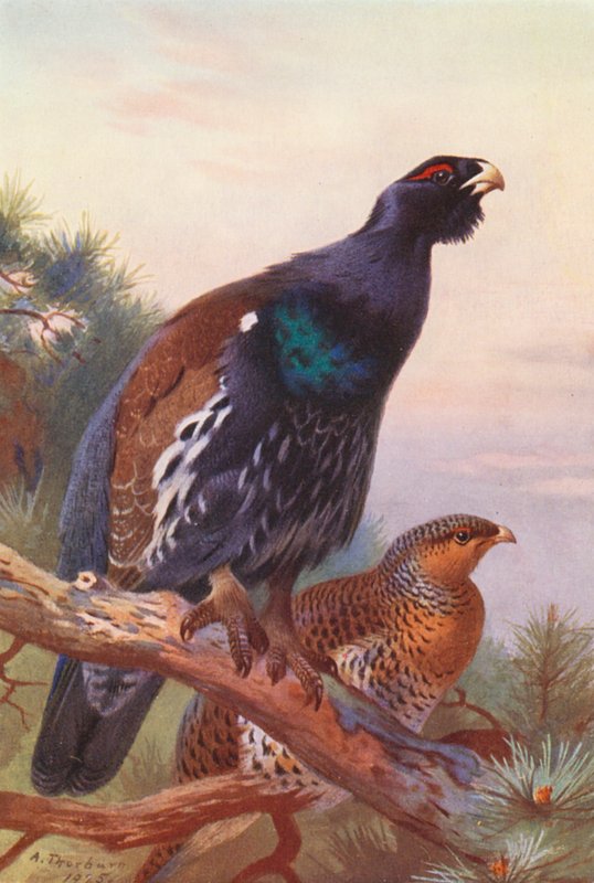Agerhøne (han og hun) (farvelitografi) af Archibald Thorburn