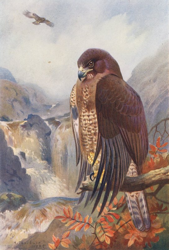 Musvåge (farvelitografi) af Archibald Thorburn