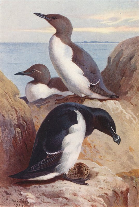 Almindelig lomvie, alkefugl (farvelitografi) af Archibald Thorburn