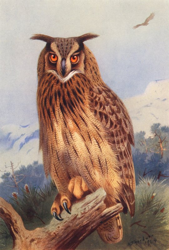 Ørn-ugle (farvelitografi) af Archibald Thorburn