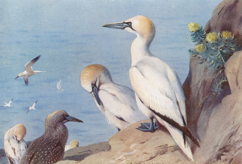 Havsule (voksen og umoden) (farvelitografi) af Archibald Thorburn