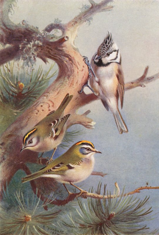 Goldcrest, Fire-Crest, Crested Titmouse (farvelitografi) af Archibald Thorburn