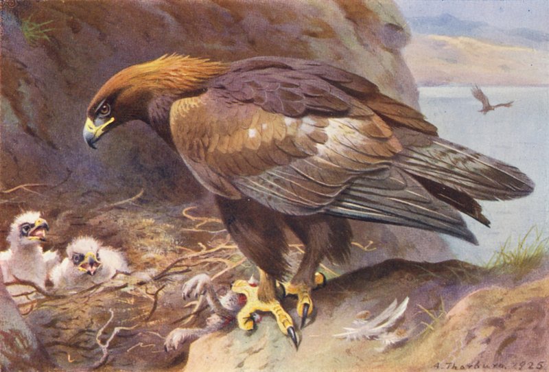 Kongeørn (farvelitografi) af Archibald Thorburn