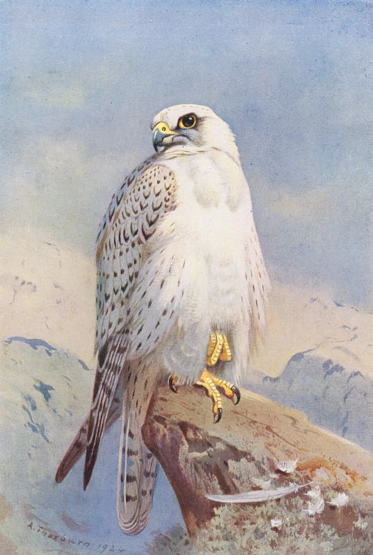 Grønlandsfalk (farvelitografi) af Archibald Thorburn