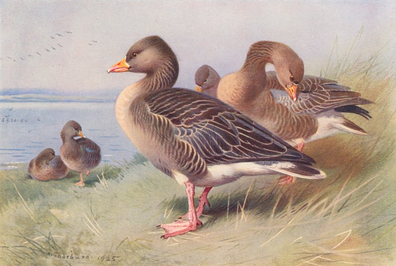 Grå Lag-Goose (farvelitografi) af Archibald Thorburn