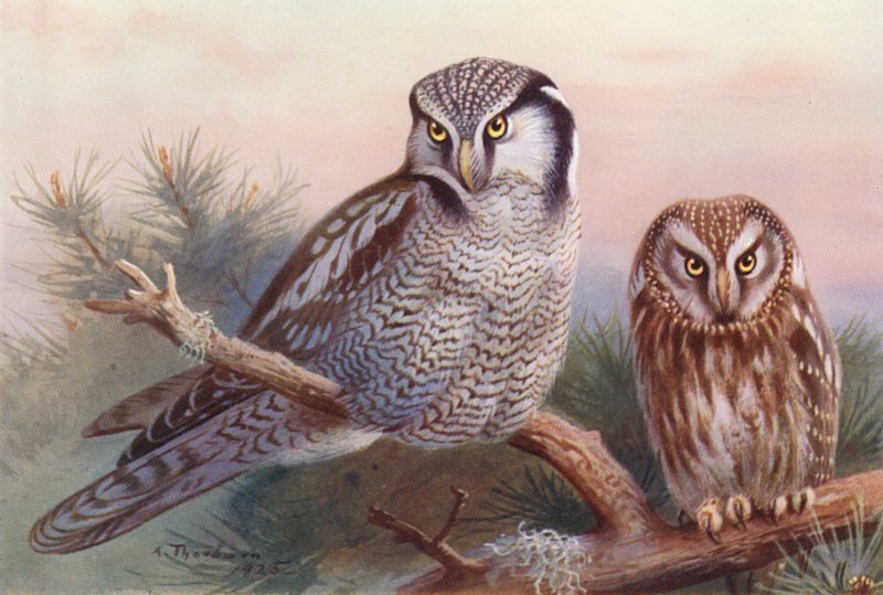 Høgeugle, Tengmalms ugle (farvelitografi) af Archibald Thorburn