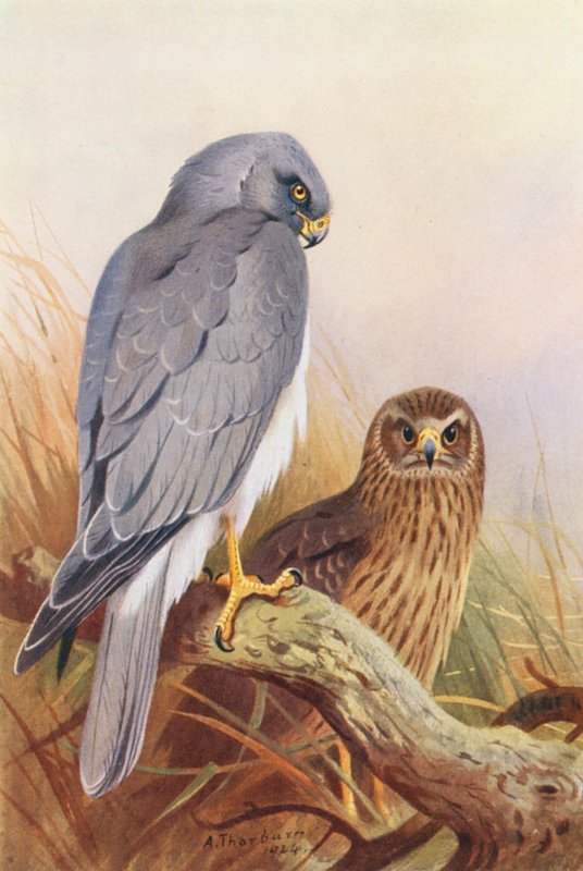 Hen-Harrier (farvelitografi) af Archibald Thorburn