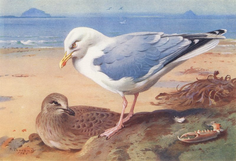 Sildemåge (voksen og unge) (farvelitografi) af Archibald Thorburn